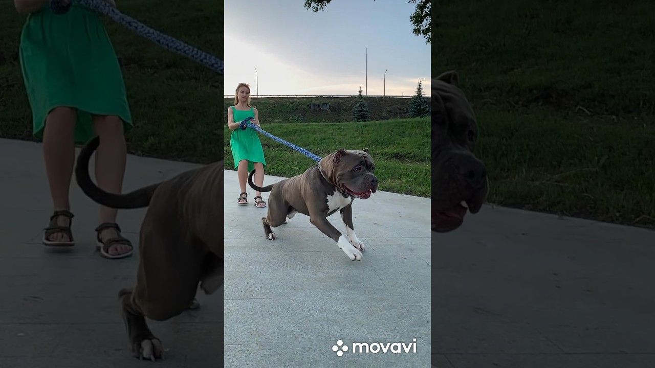 Веня Big Boy Dog #dog #pitbull #weed #парк #собака #девушка #зеленый #вечер