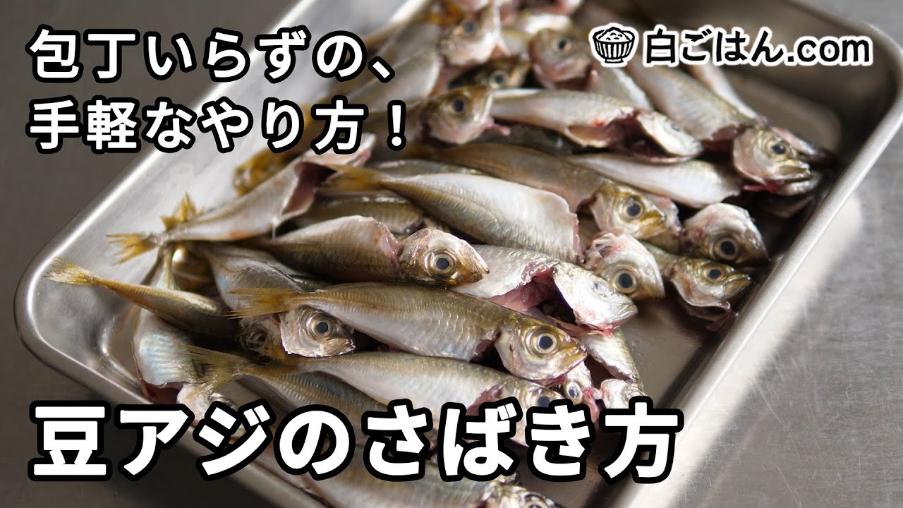 包丁いらずの豆アジのさばき方／10㎝程度の小アジを手でさばきます