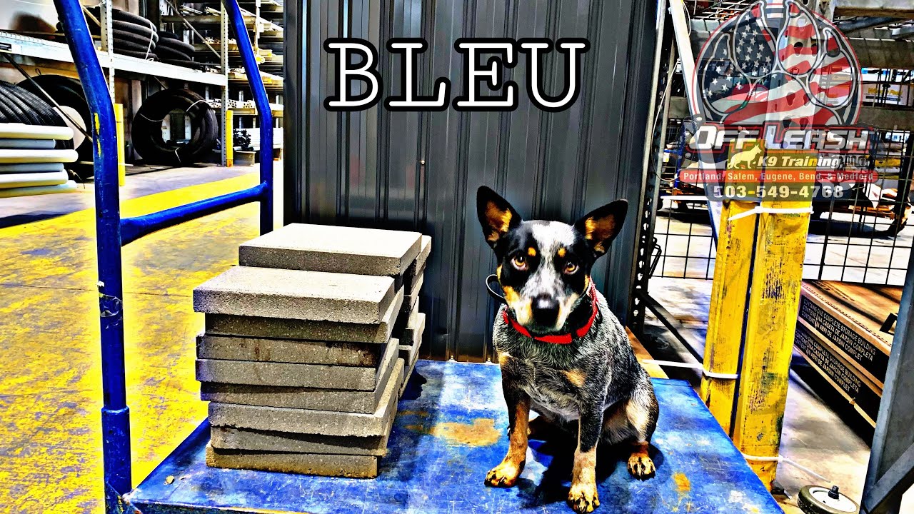 BLEU | 1 YEAR OLD MINI BLUE HEELER | Best Trained Dogs of OR | Portland OffLeash K9 Training