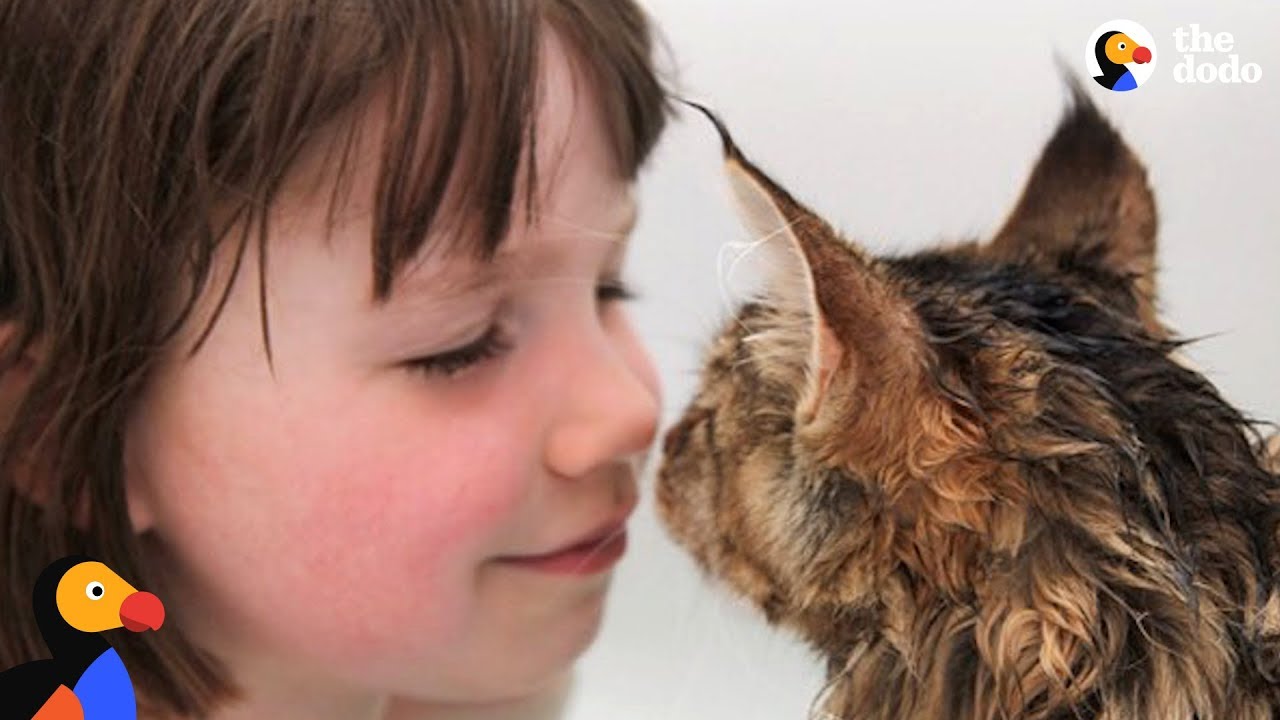 Cat And His Favorite Girl Are Unstoppable | The Dodo