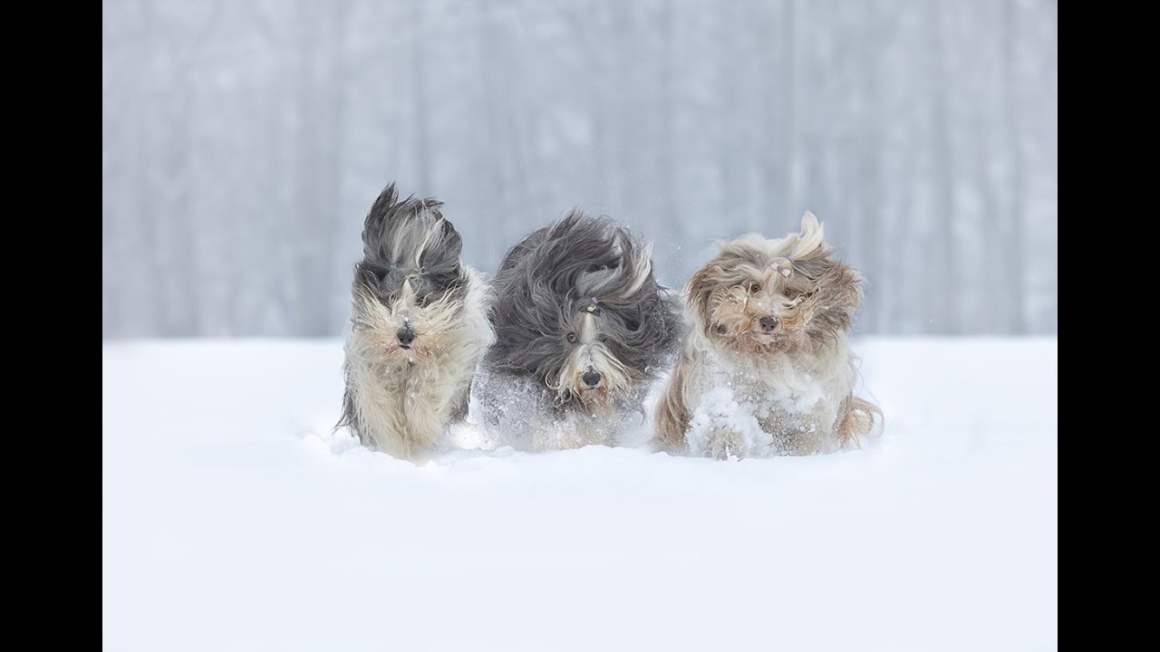 Hundefotografie - Tipps f&uuml;r Actionbilder