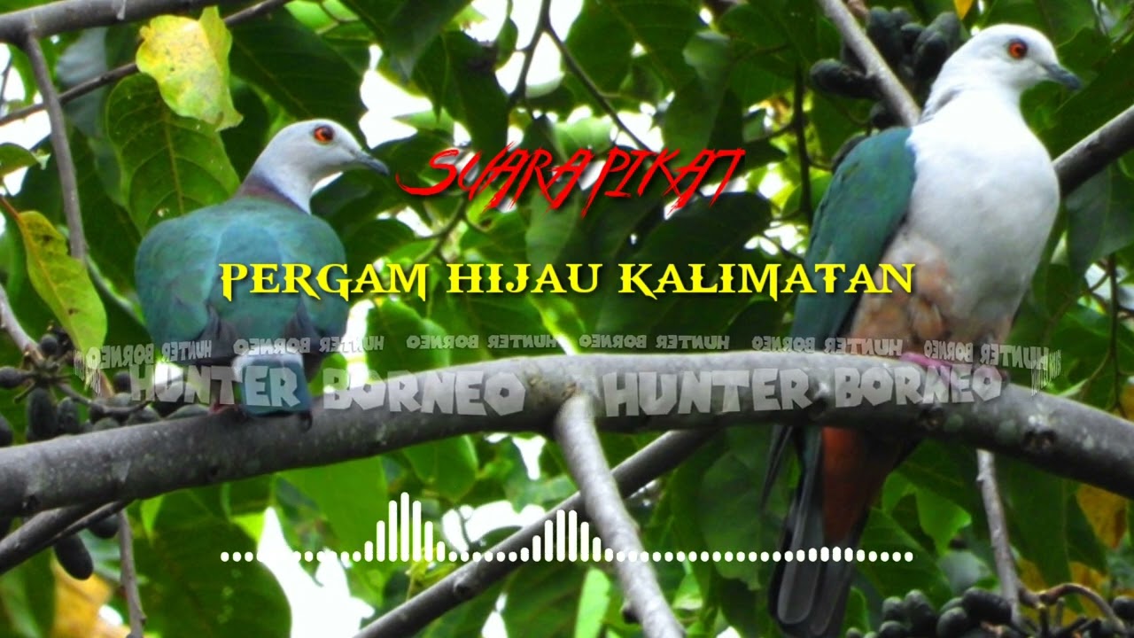 SUARA PIKAT KLONI PERGAM HIJAU KALIMANTAN