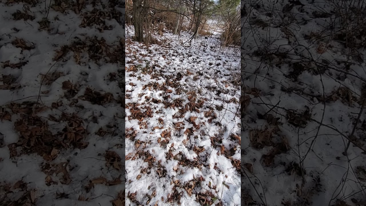 Wild Crabapples for wildlife