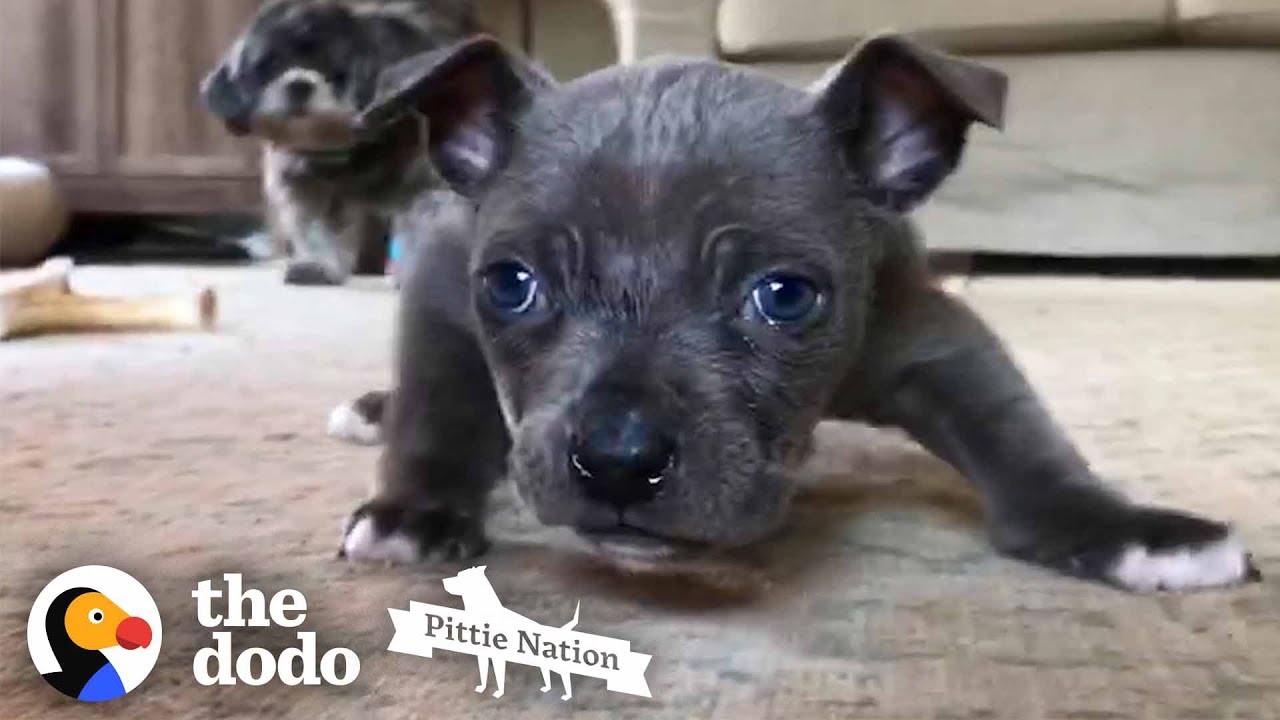 Pittie Puppy with Swimmer’s Syndrome Learns How to Run | The Dodo Pittie Nation