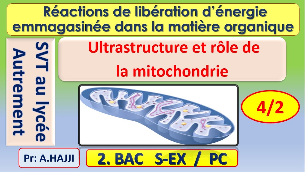 Ultrastructure et rôle des mitochondries dans la dégradation complète de l'acide pyruvique