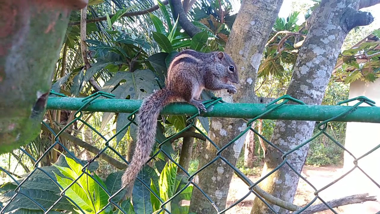 Squirrel eating rice and hand feeding