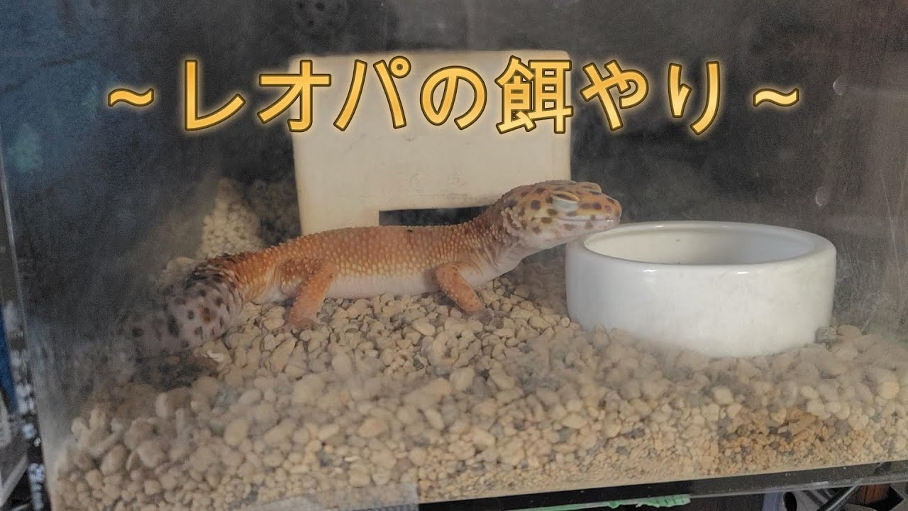 【げこGecko】レオパの餌やり