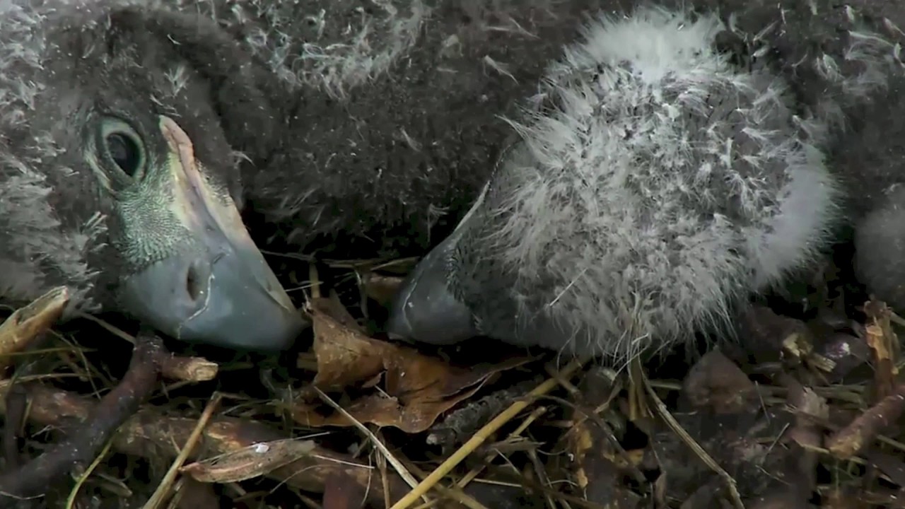 AEF-DC EAGLE CAM 🐣🐣 POST RESCUE: AMAZING CLOSE-UP TOGETHERNESS