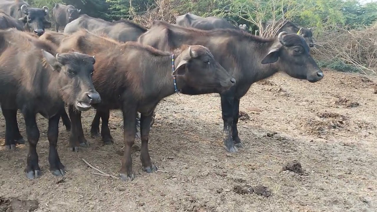 #banni#buffalo#banni bol#Banni Kutch Gujarat India#Bharat Dev Ahir 📞 8264187529