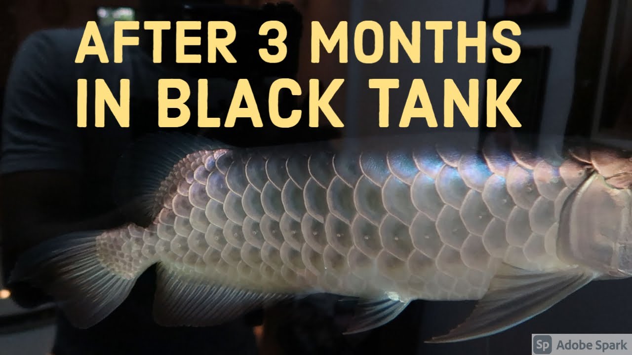 My AROWANA UPDATE (BLACK TANK)