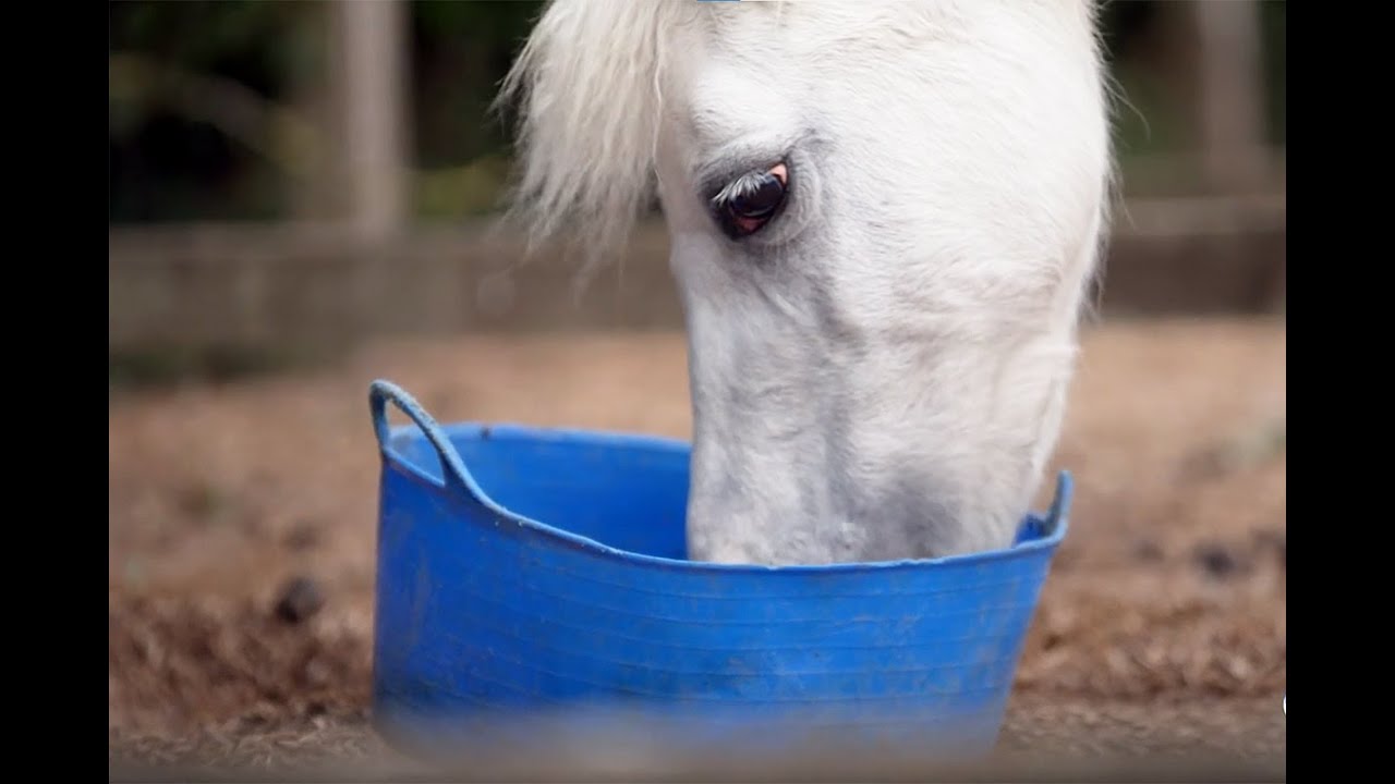 Feeding Horses With Insulin Dysregulation: Small, Frequent Meals Matter