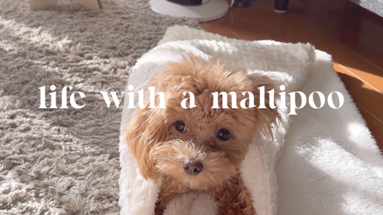 Life with a maltipoo 🐻🐾 weekend vlog 🤎🩷