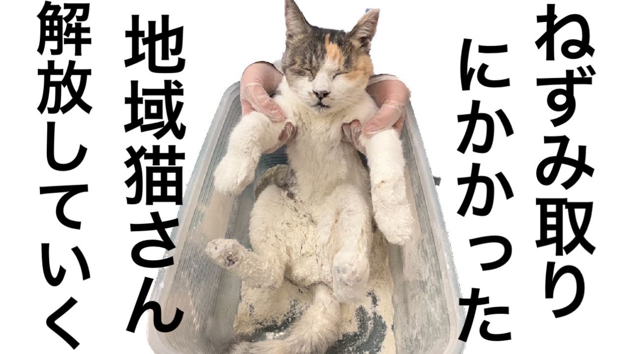 べたべたで全身くっついていた地域猫さんを救出しました【ねずみとりに猫がかかった時の対処法】