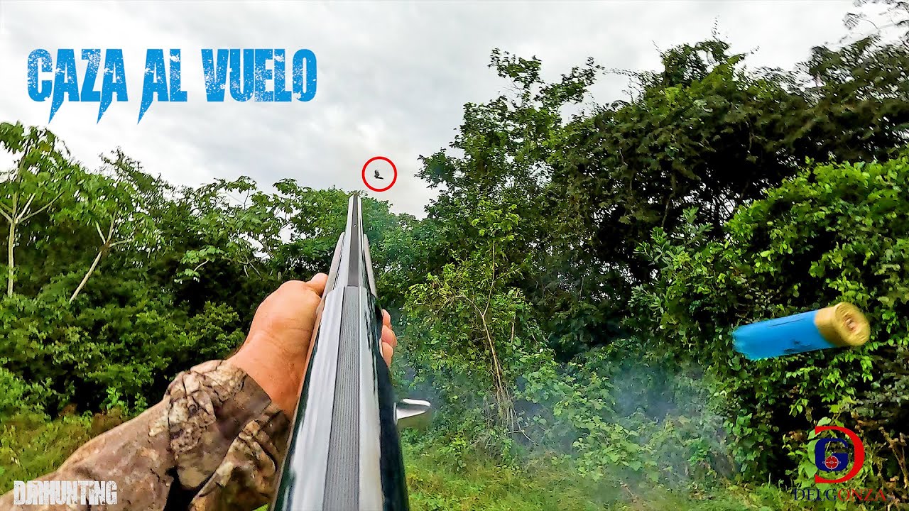 caza de #guinea #cimarronas  con escopeta benelli calibre 12 al vuelo / cacería de guinea