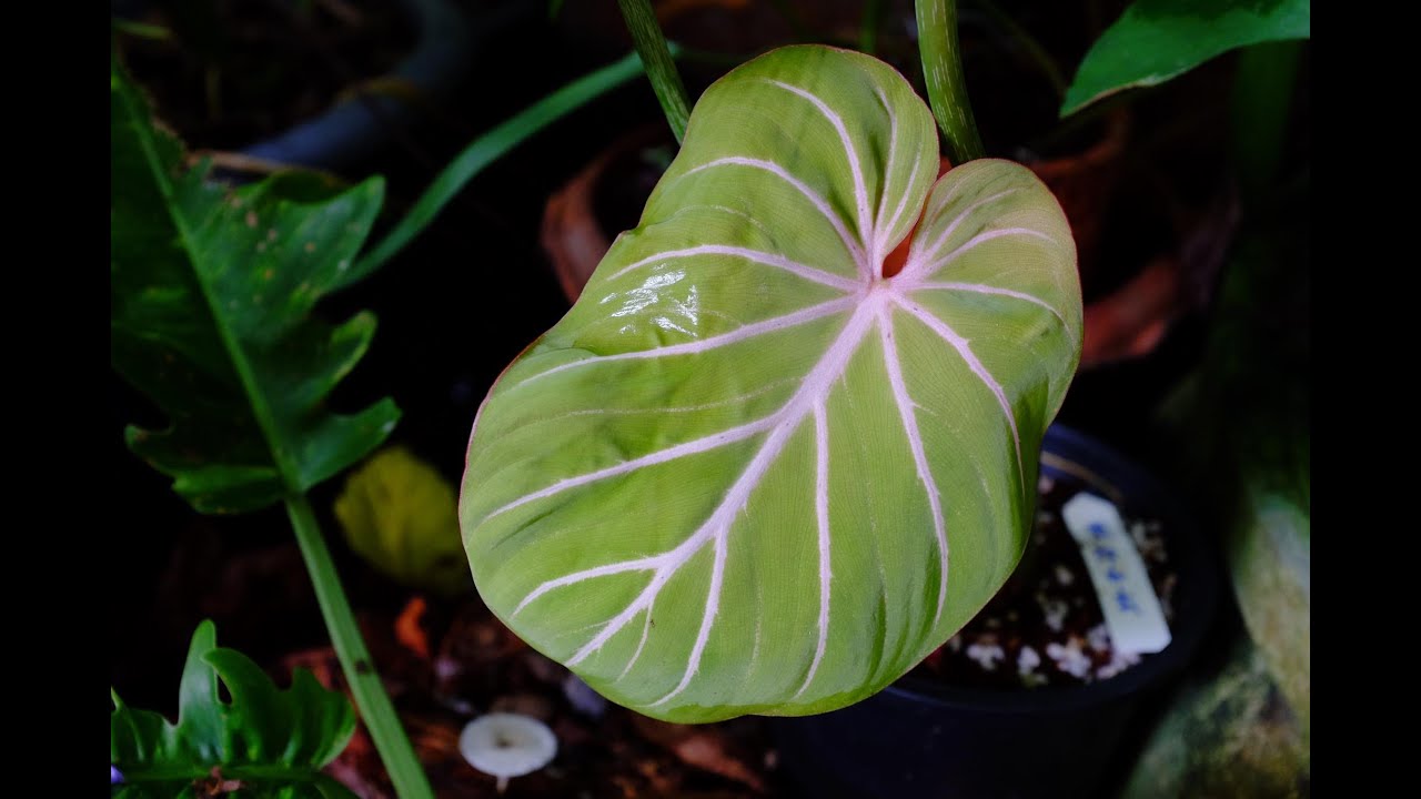 The exotic plant...Philodendron Gloriosum white vein pink back new leaf
