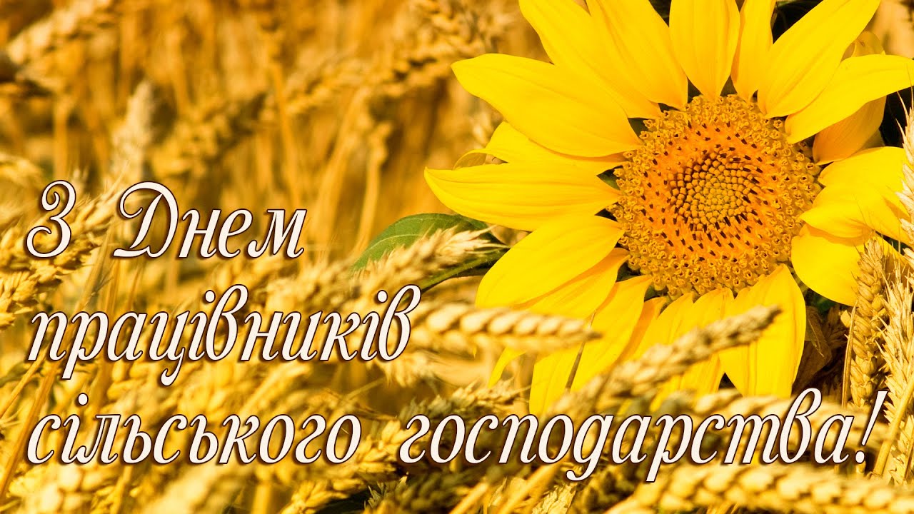 С Днем работников сельского хозяйства! Поздравления с Днем сельского хозяйства.