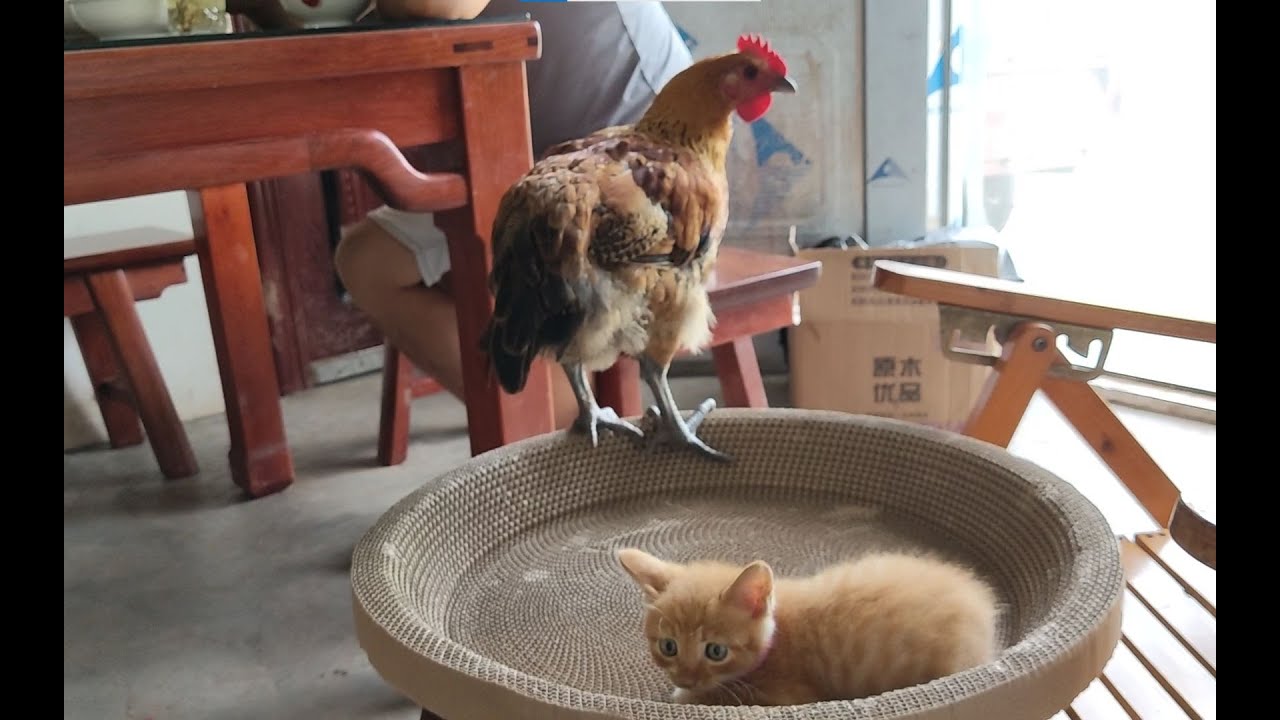 家里来了一只小猫，这只公鸡居然跟它争宠，故意靠近主人