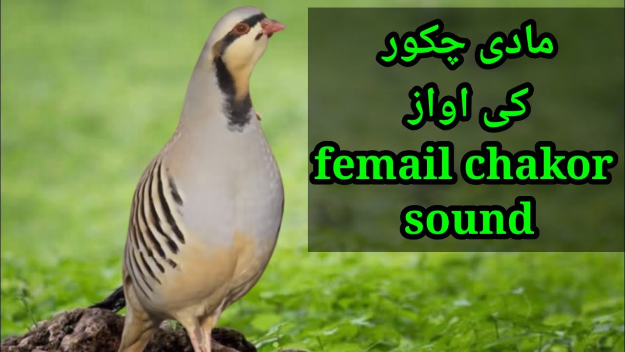 Chakor ki awaz femail, shikari chakor ki awaz, صدای کبک ماده شکاری صوتی, green
