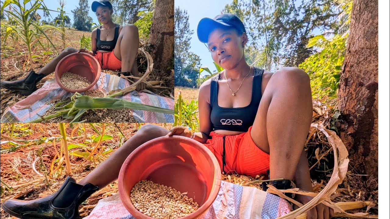 HARVESTING AND CATCHING THIEVES IN MY AFRICAN VILLAGE!!!!!