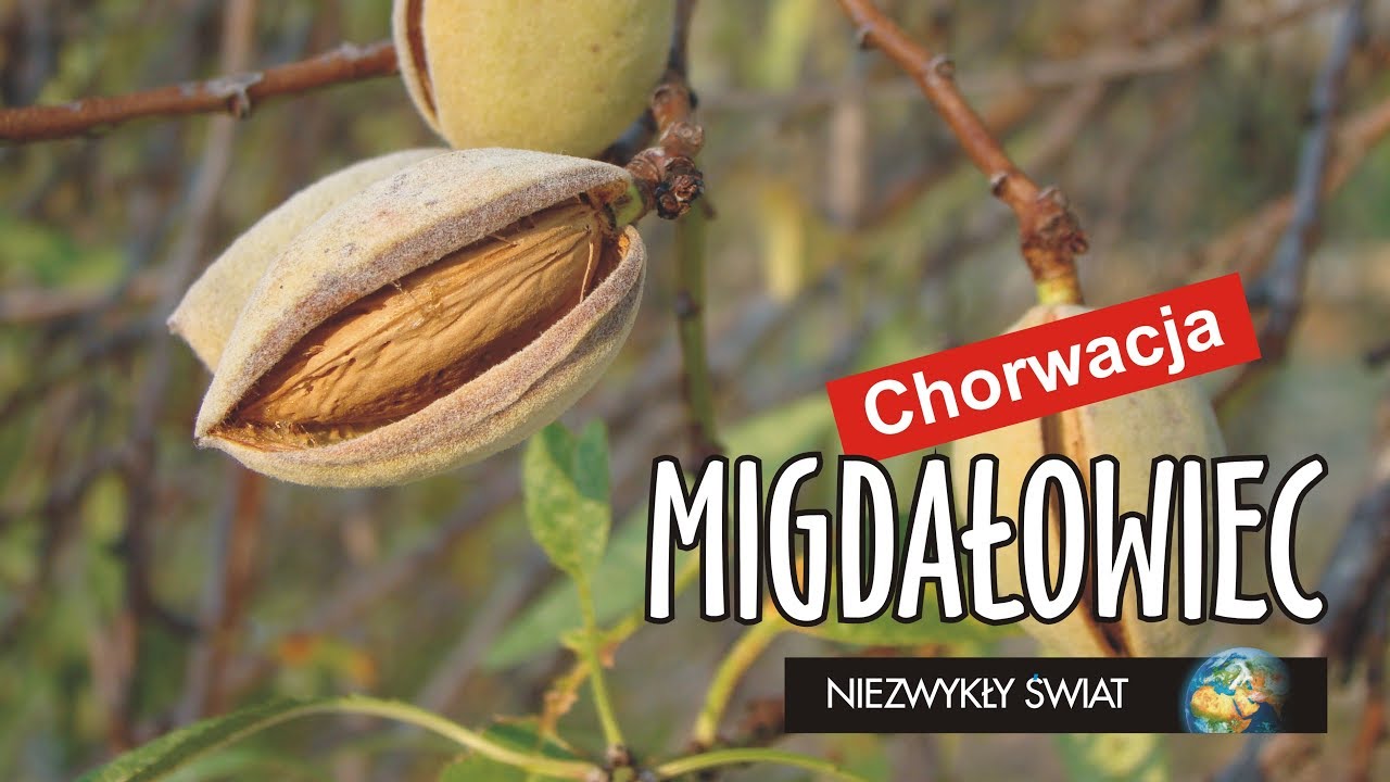 Niezwykly Swiat - Chorwacja - Migdałowiec