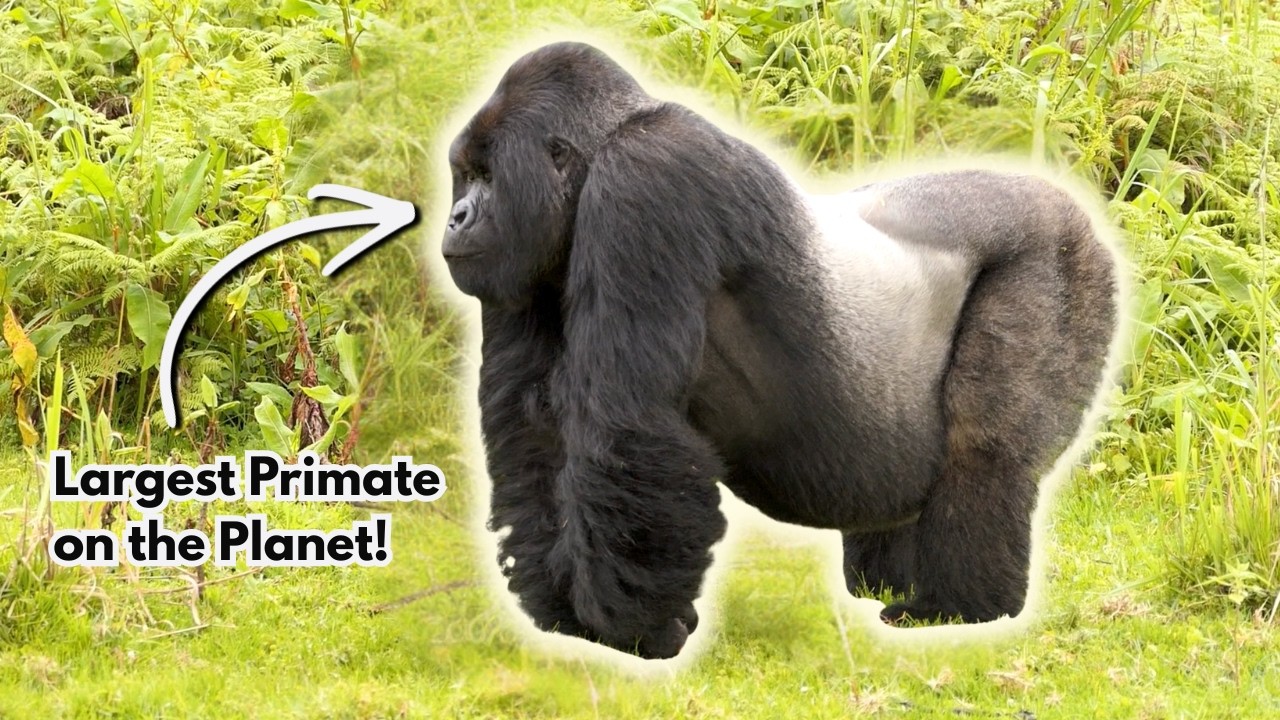 The ULTIMATE Silverback Compilation!