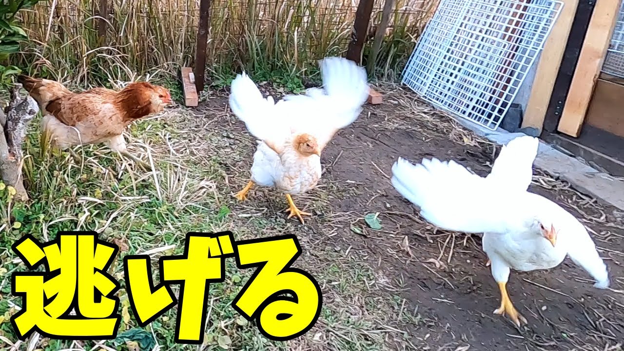 ニワトリに追われ続けたひよこの末路…  76話目