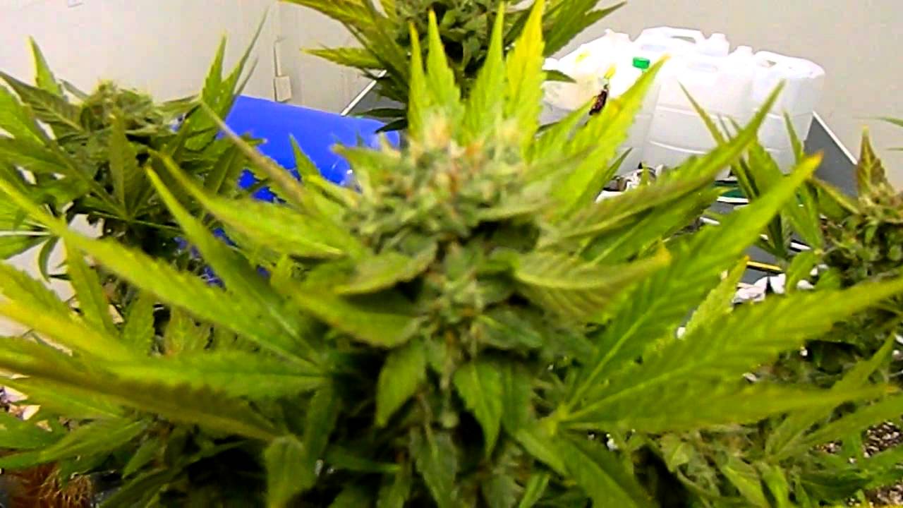 Delicious Seeds- Critical Jack Herer