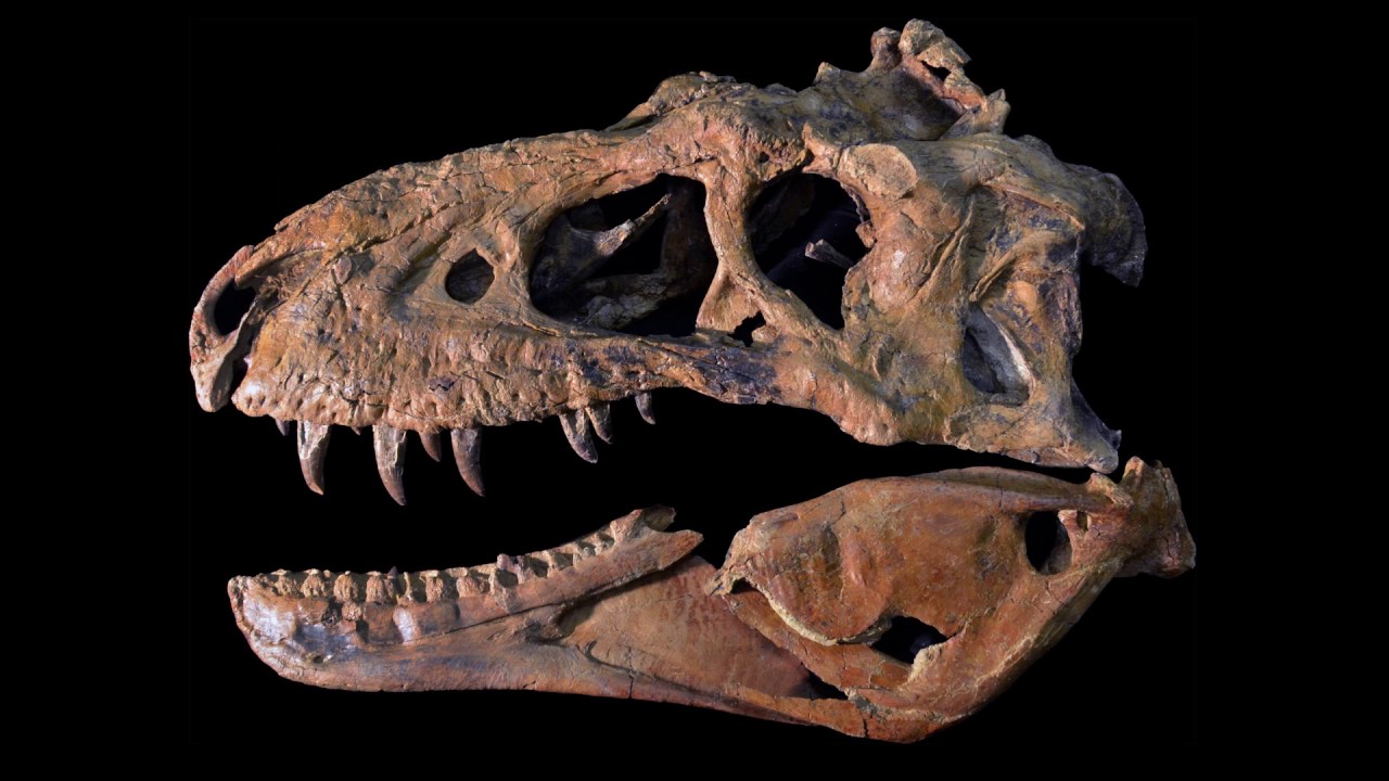 Looking Inside a Tyrannosaur's Skull