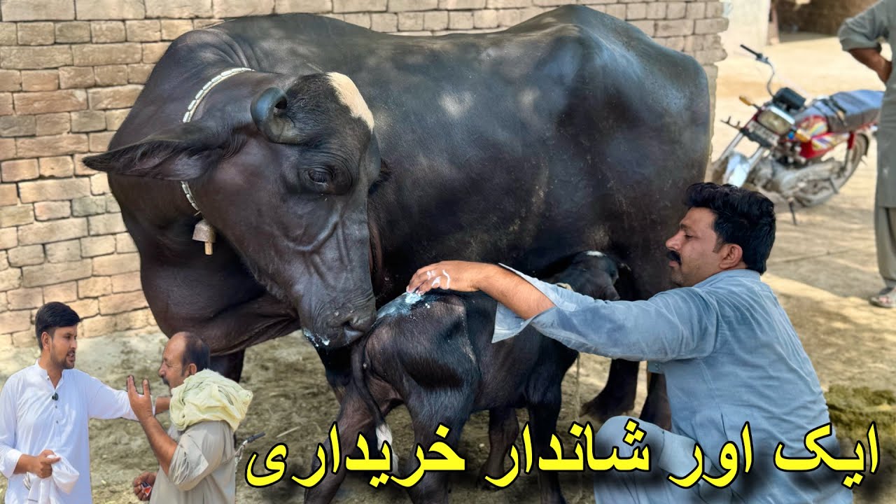 Ismail Jutt Bought a New Buffalo –