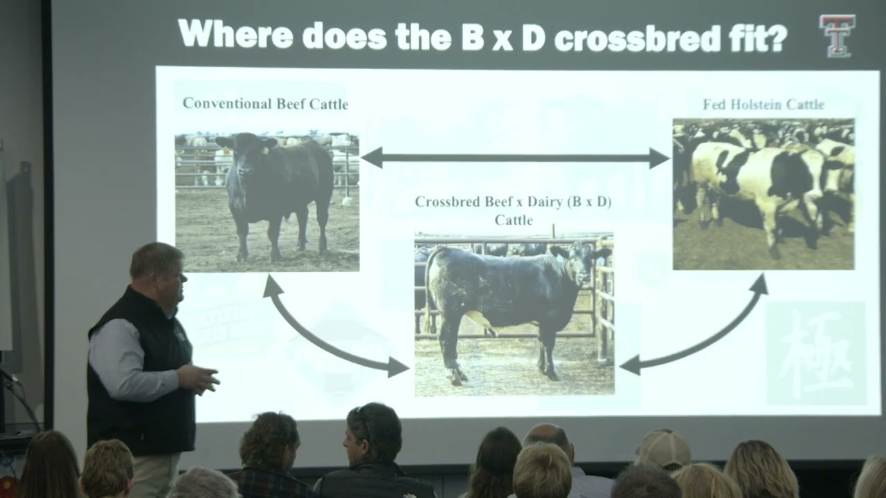 Beef on Dairy: A Focus on the End Product