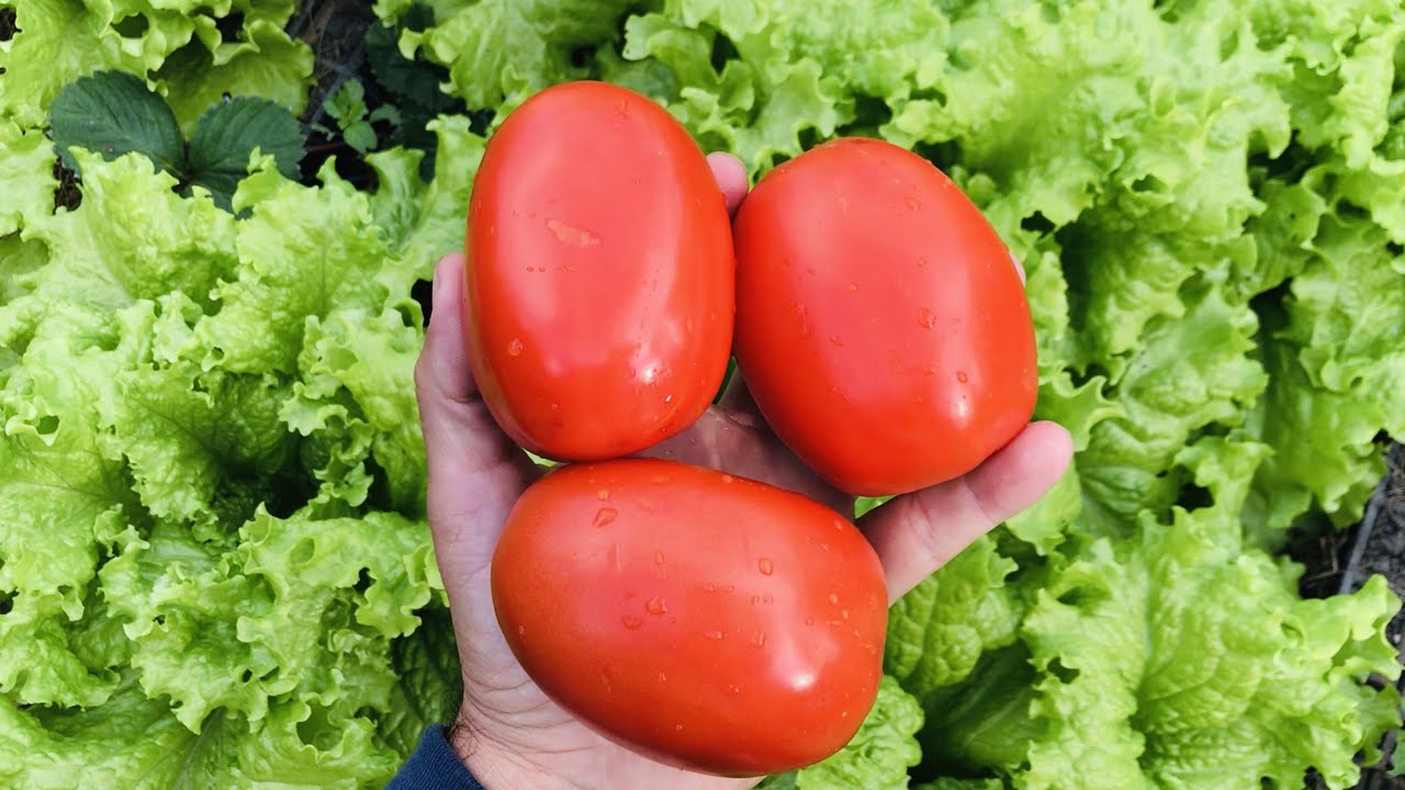 COMO PLANTAR TOMATES COM SEMENTES DOS DE FEIRA