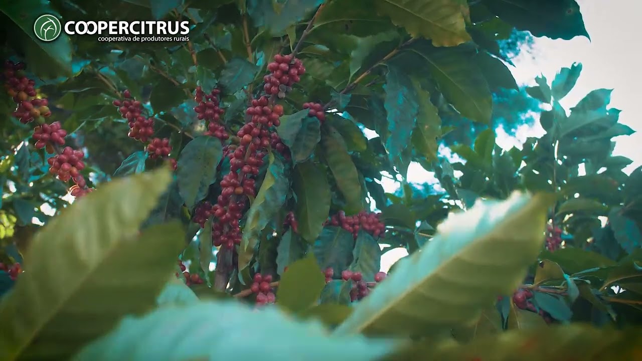 #cafe: Qual a melhor estratégia para controlar o Bicho Mineiro no cafezal?