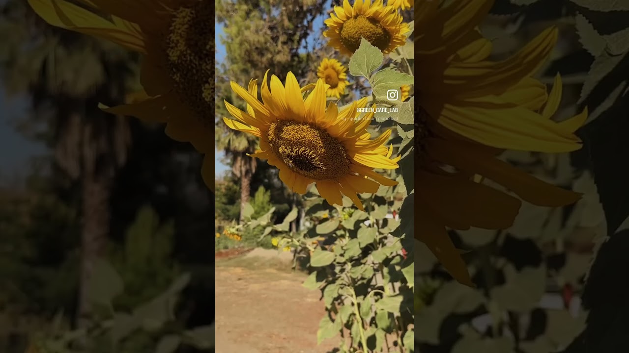 People helping Plants, helping more polinators