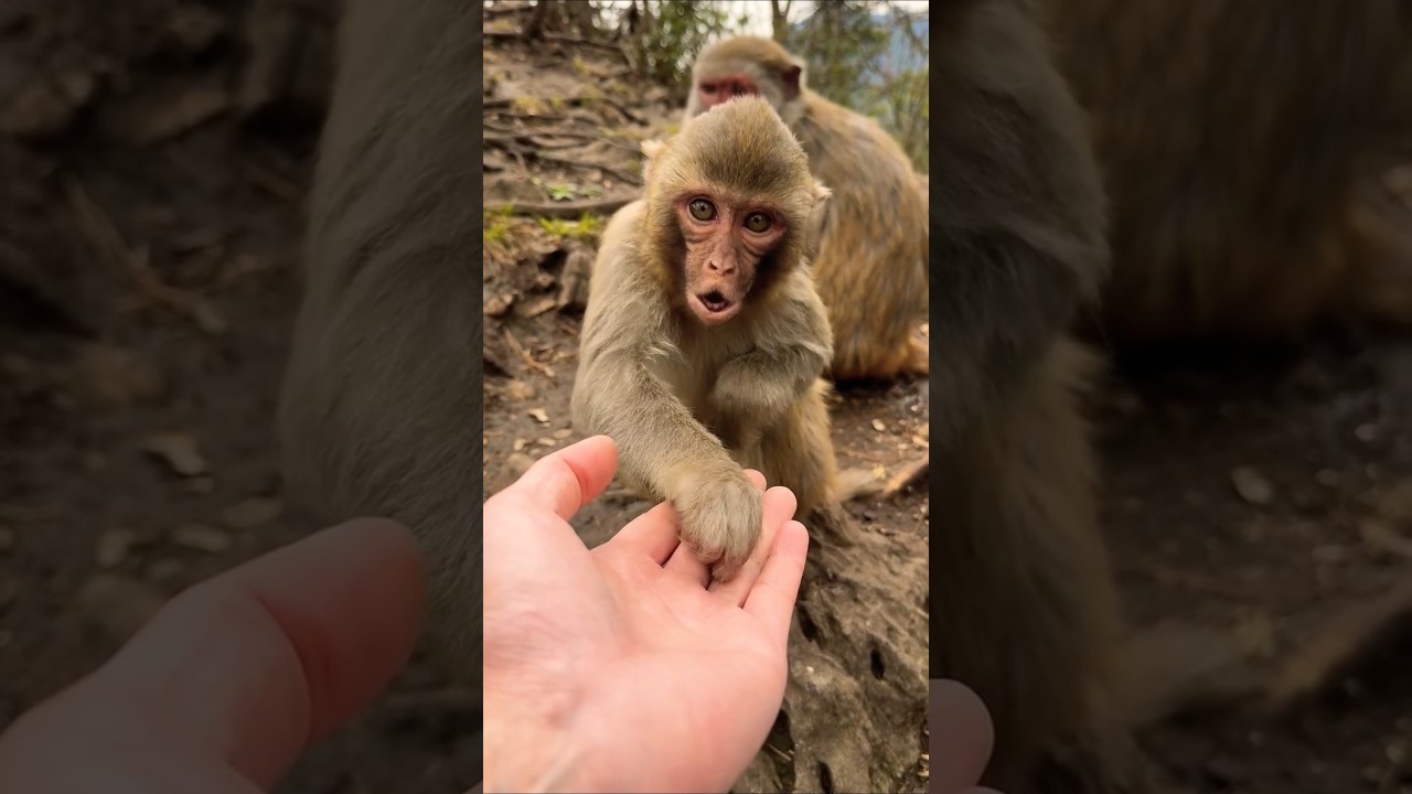 Cute Baby Monkey Kiss Her Hand 
