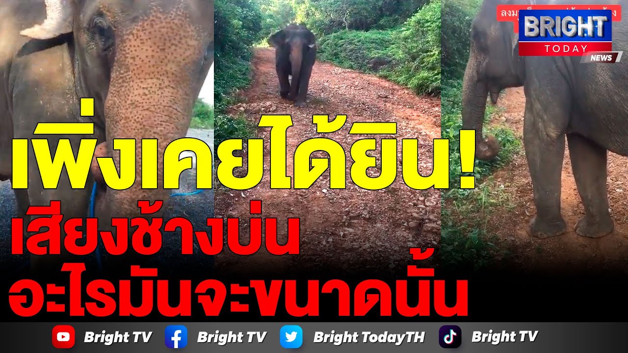 น่ารักสุดๆ ช้างน้อยหาพ่อไม่เจอ งอนใหญ่ บ่นตลอดทาง แถมมีหันหลังให้ด้วย