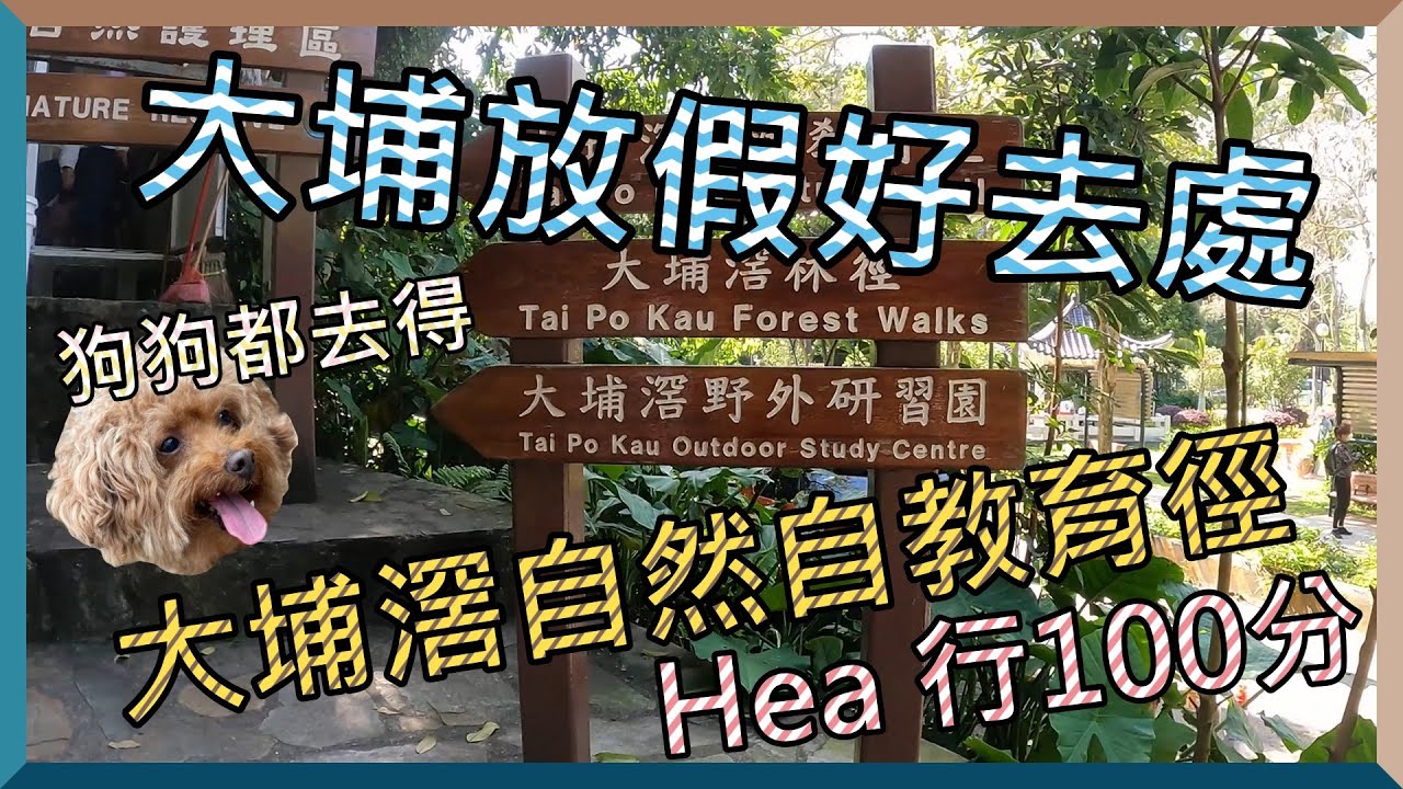 【Deslife 生活台】4K 大埔放假好去處 大埔行山 大埔滘自然教育徑 紅色路徑 I Tai Po Kau Forest Walks Red Path