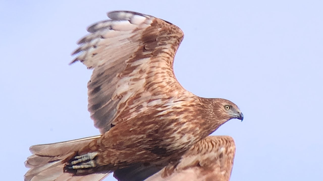 （干拓地）ノスリ、モズ、ジョウビタキ、最後にチュウヒが接近してきた