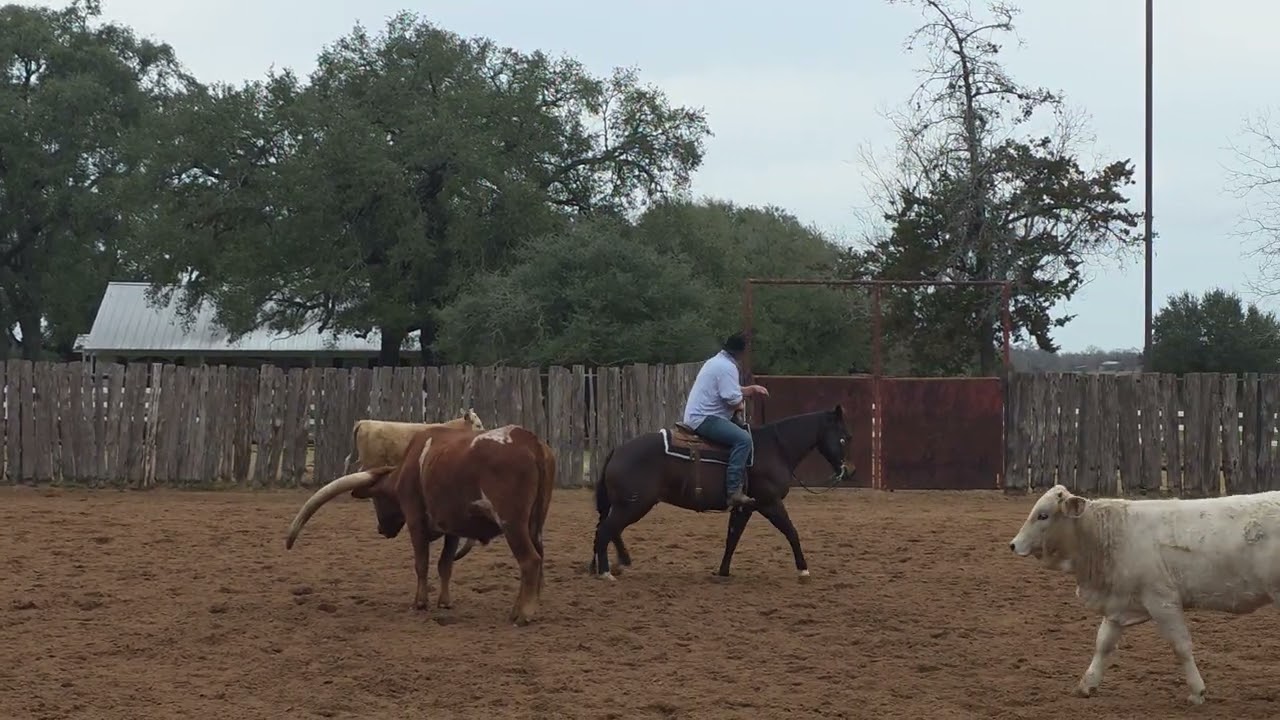 TIME FOR PATRON COW WORK WORK FEB. 2026