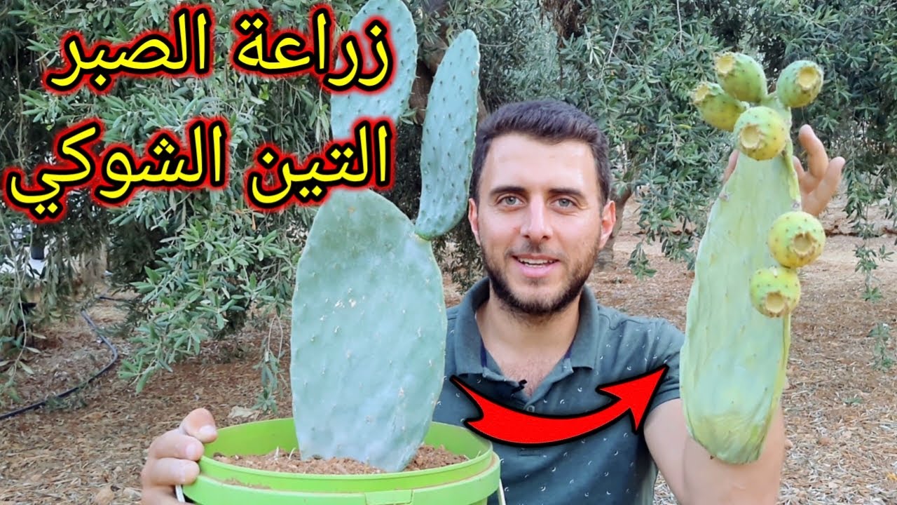 طريقة عبقرية لزراعة التين الشوكي بدون ما ندفع ولا قرش شاهد بنفسك ..