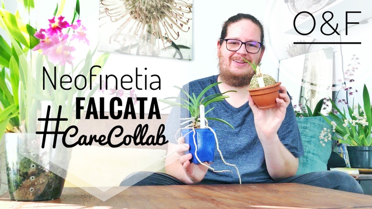 Neofinetia care | Vanda falcata CareCollab