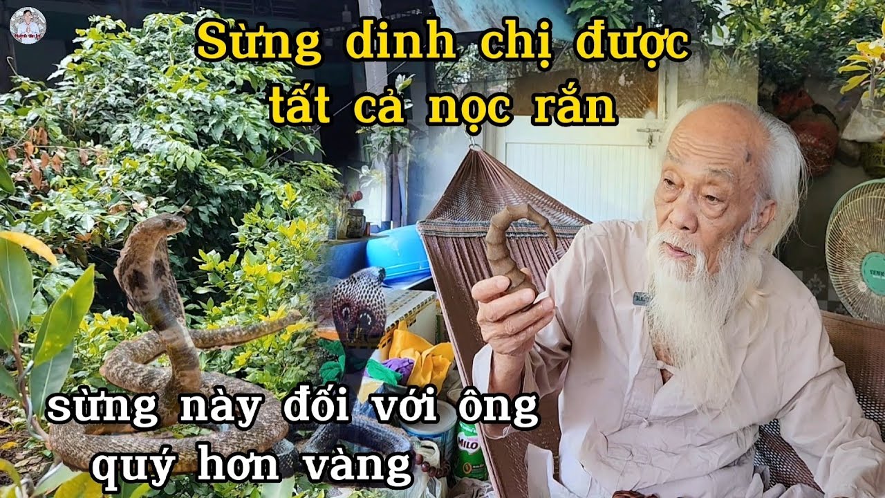 Ông Tư Đền Sở Hữu Sừng Dinh 