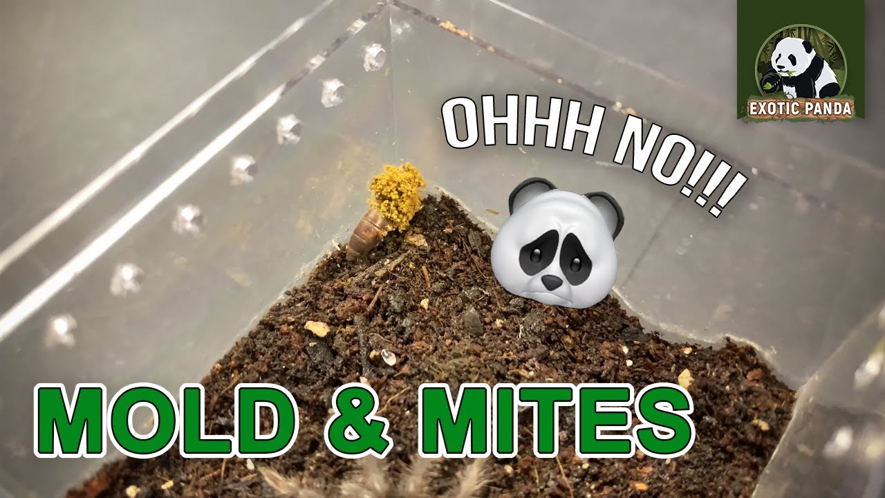Mold at Mites sa ENCLOSURE NG TARANTULA!!!