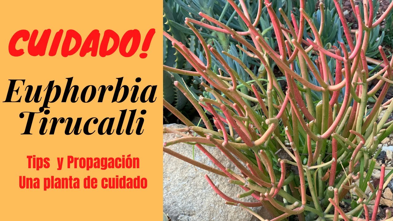 👩🏼‍🌾 Euphorbia Tirucalli una planta hermosa pero de cuidado