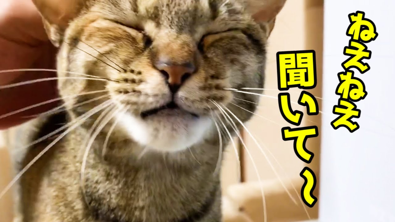 子猫におもちゃを譲った後、飼い主に報告する猫 Cat Rim talking to owner