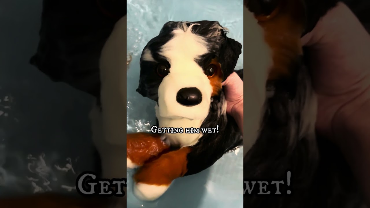 Washing an Essa ❤️ || #essa #essacommunity #washingyouressa #essadog #douglasdog #essasarevalid