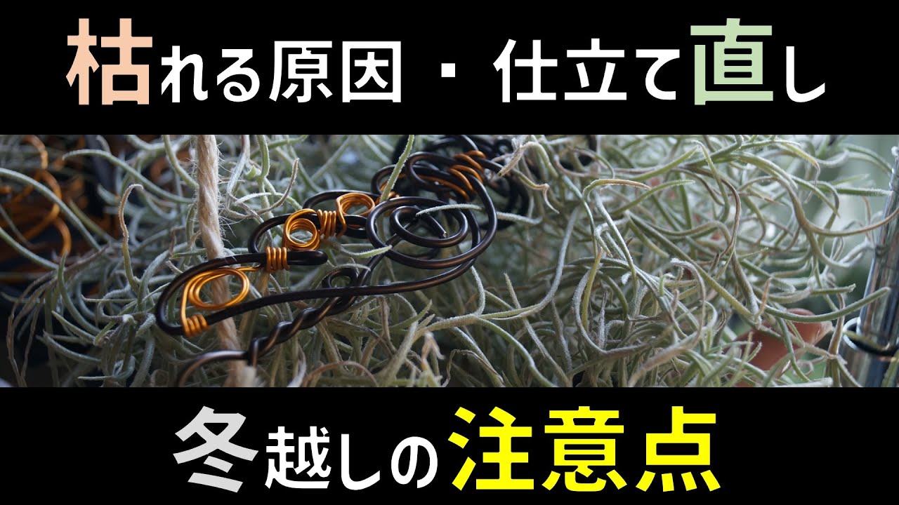 【エアプランツ育て方】ウスネオイデスの仕立て直し・冬の管理について【チランジア】