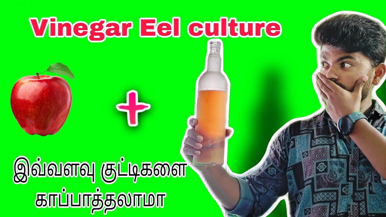 How to culture vinegar Eel // How to make vinegar Eel at home @MrFisher_3110 