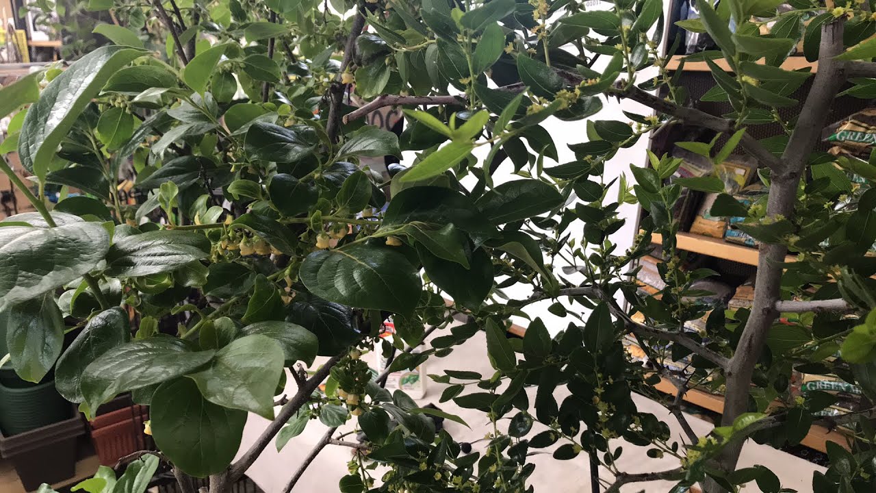 JUJUBE, PERSIMMON, MULBERRY | LIVESTREAM