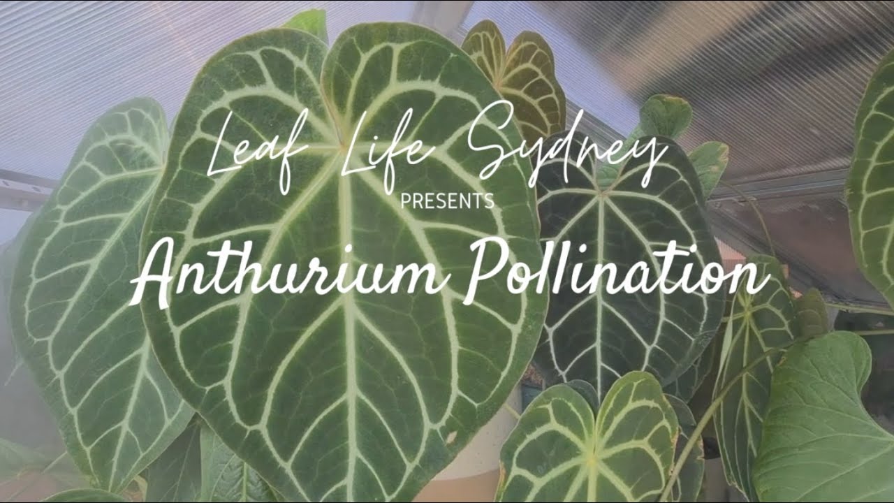 A Guide to Anthurium Pollination