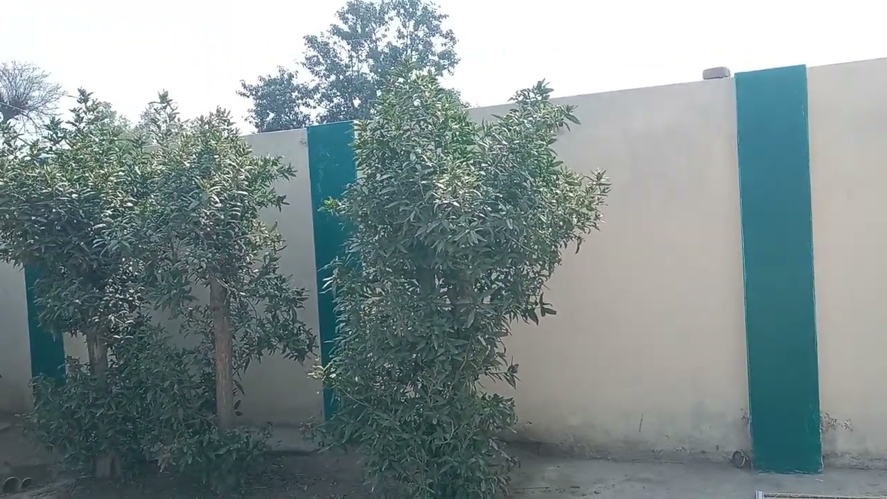 جامعہ مسجد محمدیہ و مدرسہ پل مسوان والہ قصبہ ثانی کی خوبصورت مسجد کا منظر 